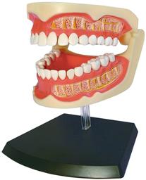 Объемная модель 4D Master Зубной ряд человека, 41 элемент (FM-626015)