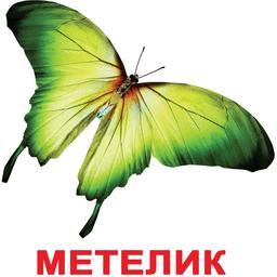 Набір карток Вундеркінд з пелюшок Комахи, 20 карток, укр. мова (2100064096525)