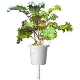 Змінний картридж Click & Grow Smart Garden Червона капуста, 3 капсули (8752)