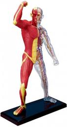 Об'ємна модель 4D Master М'язи і скелет людини, 46 елементів (FM-626010)