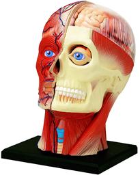 Объемная модель 4D Master Голова человека, 14 элементов (FM-626103)