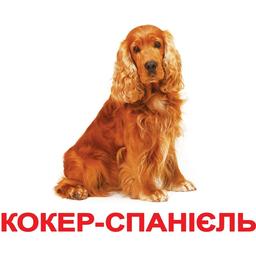 Набір карток Вундеркінд з пелюшок Породи собак, ламінований, 20 карток, укр. мова