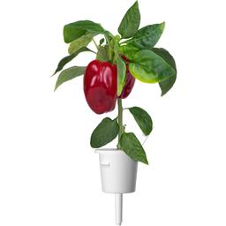 Сменный картридж Click & Grow Smart Garden Красный сладкий перец, 3 капсулы (9278)