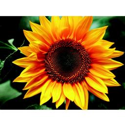 Картина за номерами ZiBi Art Line Квітка сонця 40х50 см (ZB.64145)
