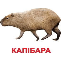 Набір карток Вундеркінд з пелюшок Екзотичні тварини, ламінований, 20 карток, укр. мова