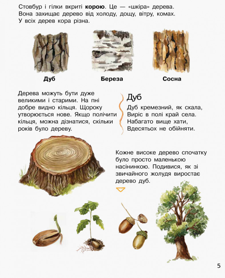 Енциклопедія дошкільника (нова) Видавництво Ранок Ліс - фото 5