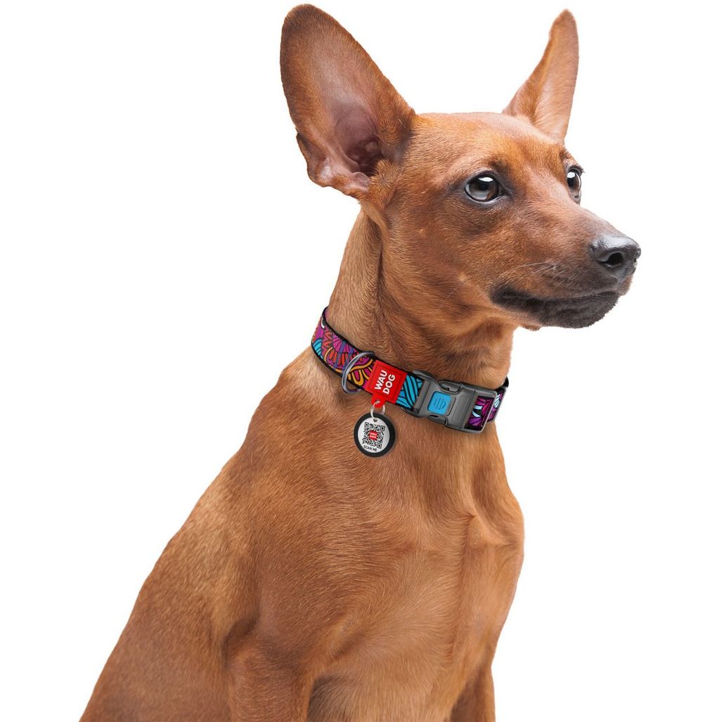 Нашийник для собак Waudog Nylon Літо, з QR паспортом, пластиковий фастекс, 23-3х1, 5 см - фото 4