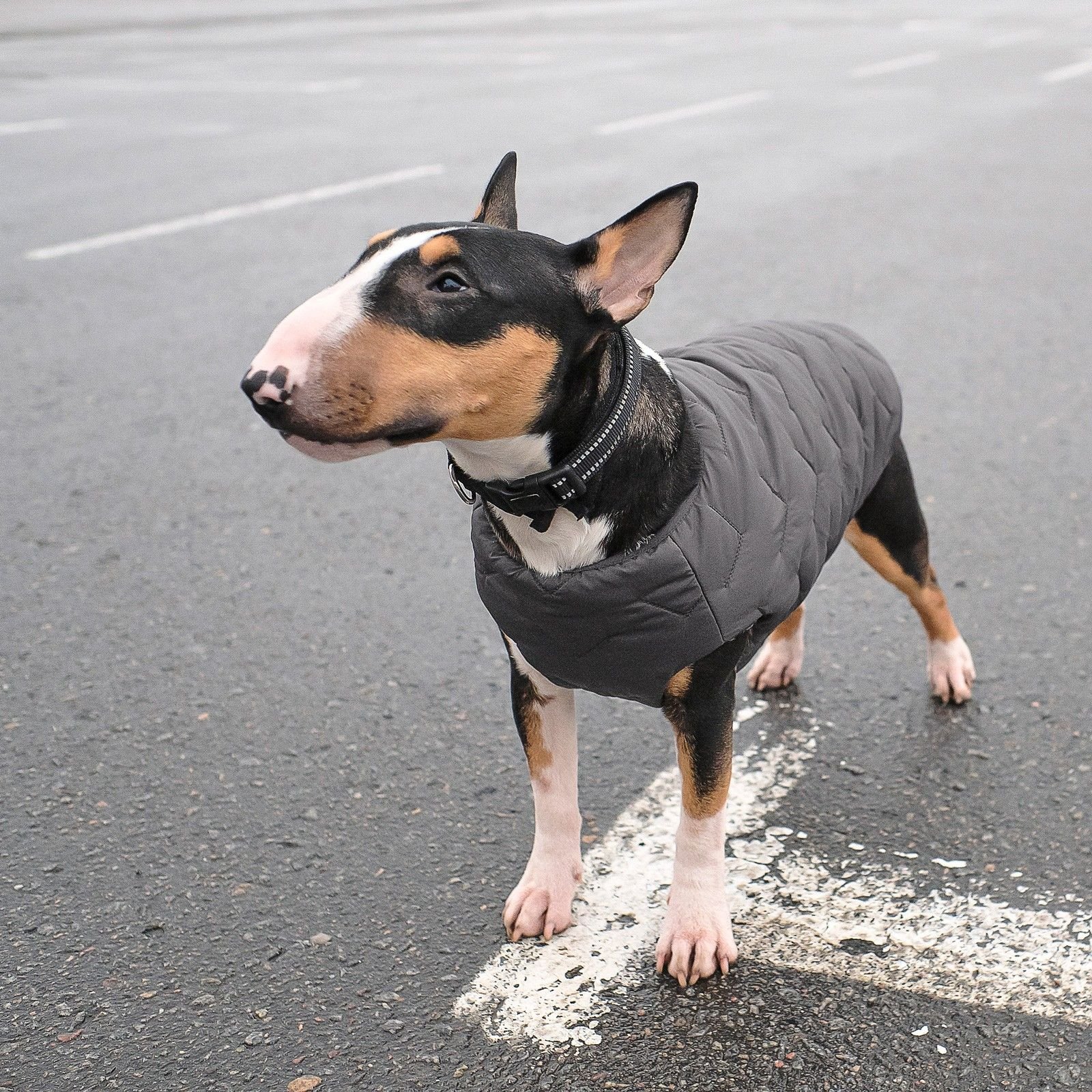 Жилет для собак Pet Fashion E.Vest L сірий - фото 4