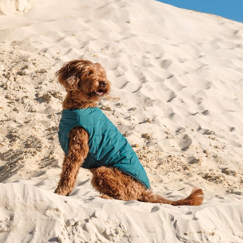 Жилет для собак Pet Fashion E.Vest S морська хвиля - фото 4