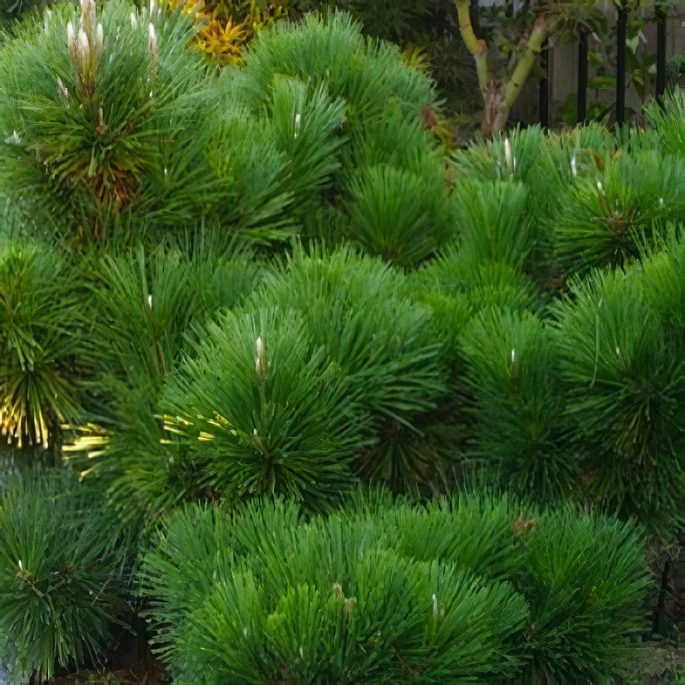 Сосна Черная Японская (идеальная для бонсай) Pinus Thunbergii (горшок P9) (49235) - фото 1