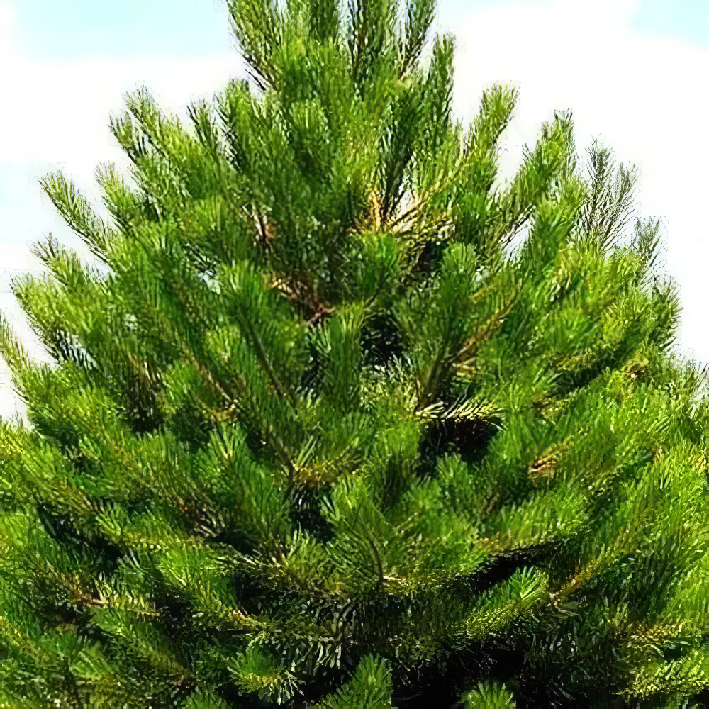 Сосна звичайна 4-річна (Pinus sylvestris) С3, висота 50-70см (115782) - фото 1