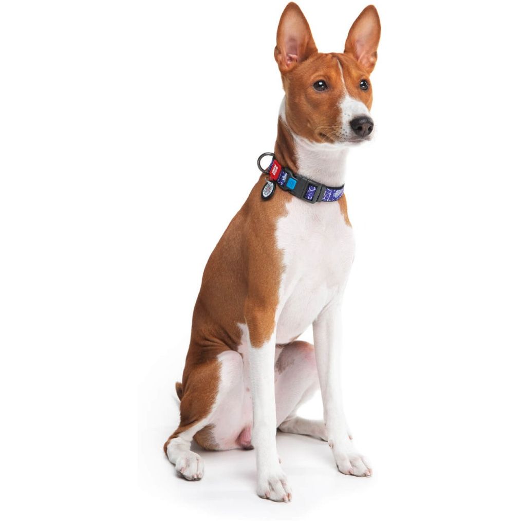 Нашийник для собак Waudog Nylon Рік та Морті 2, c QR паспортом, пластиковий фастекс, XL, 35-58х2, 5 см - фото 4