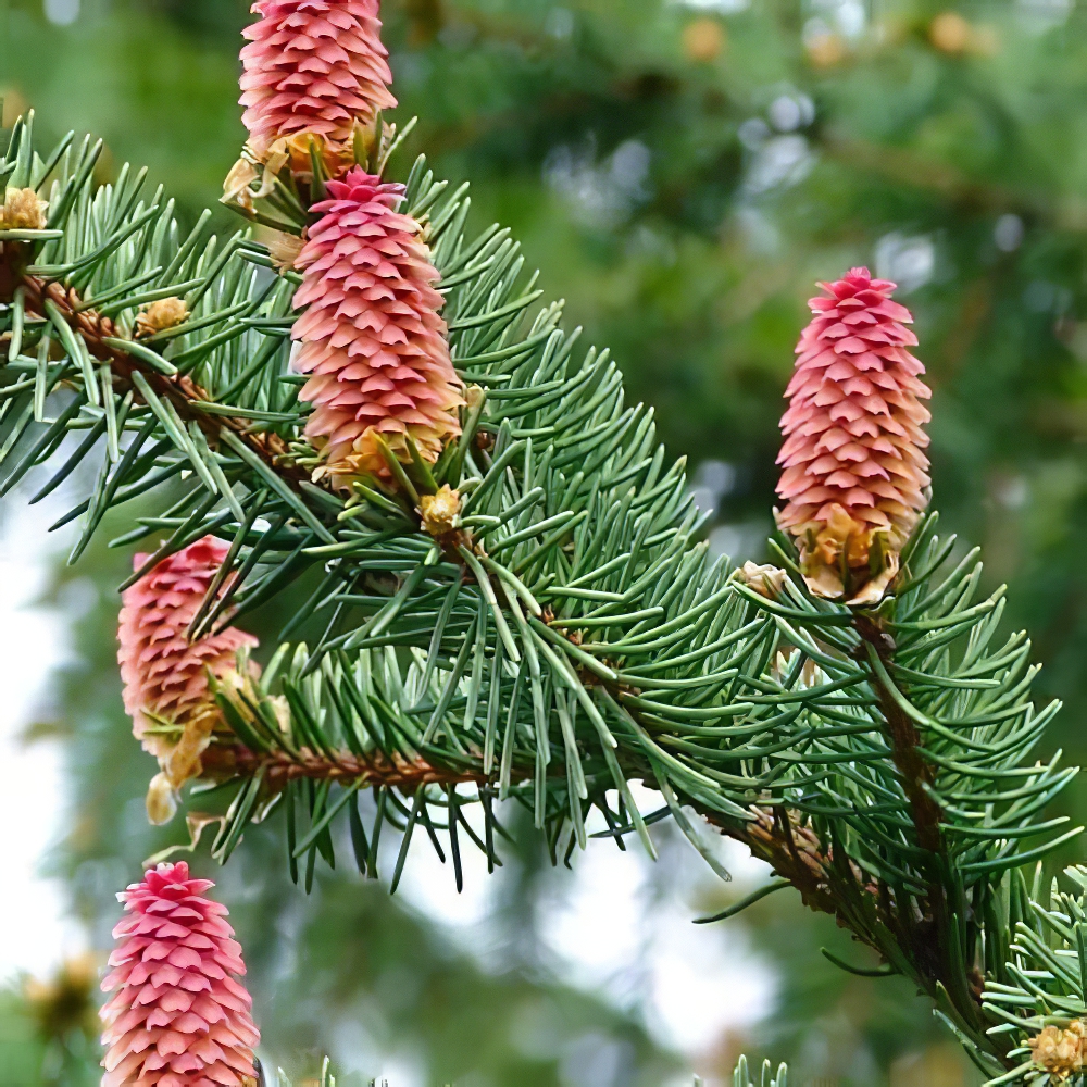 Пихта Веча (Abies Veitchii) горшок P9 (176500) - фото 1