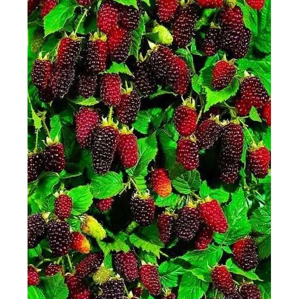 Саженец Agro-Market Малиново-ежевичный гибрид Бойсенберри (Boysenberry) (ремонтантный сорт, один из лучших гибридов) Корневище 1 шт. (23997) - фото 1