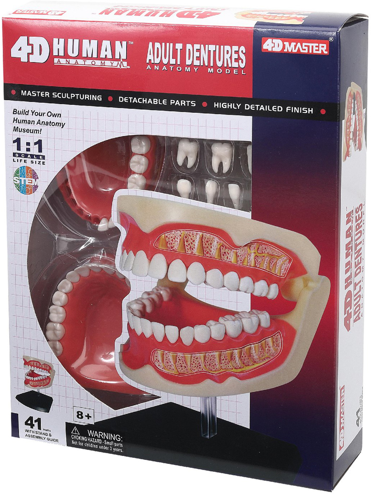Об'ємна модель 4D Master Зубний ряд людини, 41 елемент (FM-626015) - фото 3