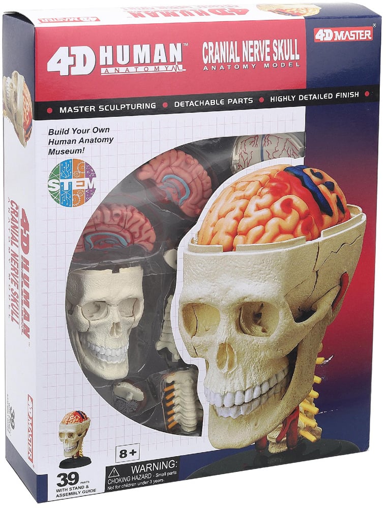 Об'ємна модель 4D Master Черепно-мозкова коробка людини, 39 елементів (FM-626005) - фото 4
