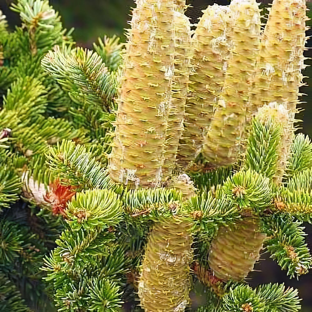 Пихта Греческая (Abies cephalonica) горшок P9 (48726) - фото 1