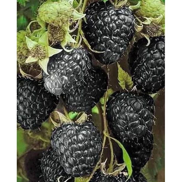 Саженец Agro-Market Черная малина Black Jewel Корневище 1 шт. (50924) - фото 1