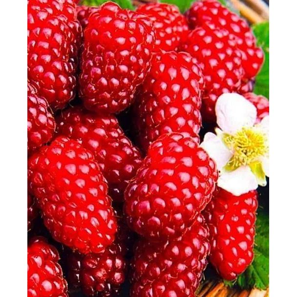 Саджанець Agro-Market Малиново - ожиновий гібрид Логанберрі (Loganberry) (ранні терміни дозрівання) Корневище 1 шт. (43049) - фото 1