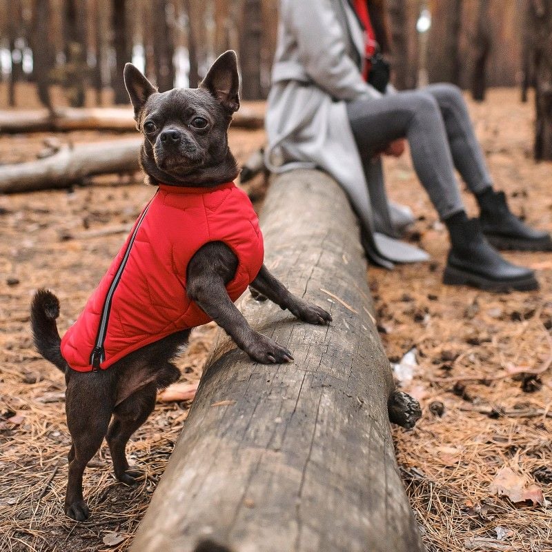 Жилет для собак Pet Fashion E.Vest XL червоний - фото 4