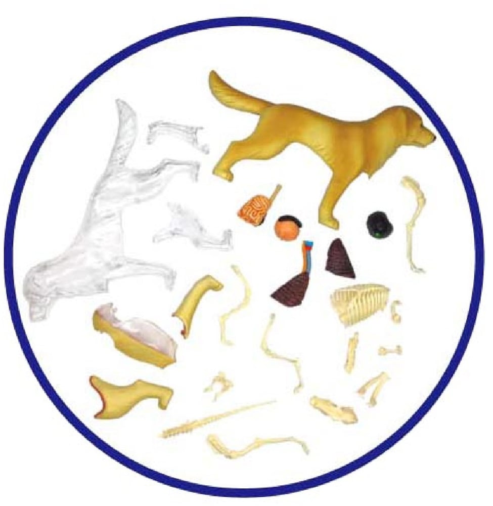 Об'ємна модель 4D Master Собака золотистий ретрівер, 30 елементів (FM-622007) - фото 3