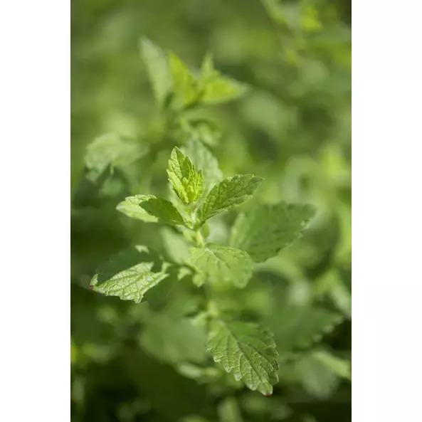 Чай трав'яний Sonnentor Zitronenmelisse органічний 50 г - фото 4
