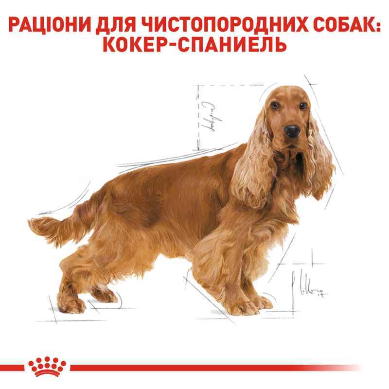 Сухой корм для взрослых собак породы Кокер спаниель Royal Canin Cocker Adult, 3 кг (3969030) - фото 3