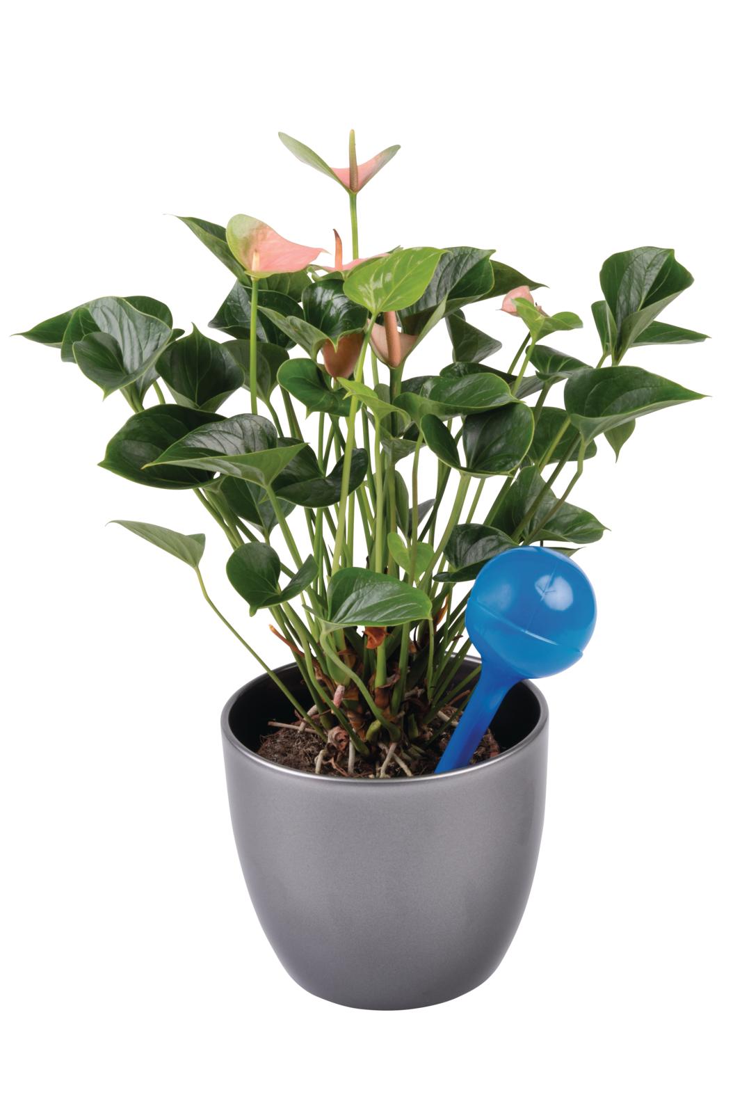 Куля для автоматичного поливу рослин Kinzo Garden 9x8 см в асортименті - фото 7