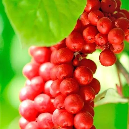 Саженец Agro-Market Лимонник китайский Schisandra chinensis 2-х летний С1.5 1 саженец (179856) - фото 1