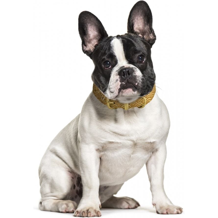 Ошейник для собак BronzeDog Barksi Classic Море кожаный одинарный с золотым тиснением M 28-36х1.7 см горчичный - фото 4
