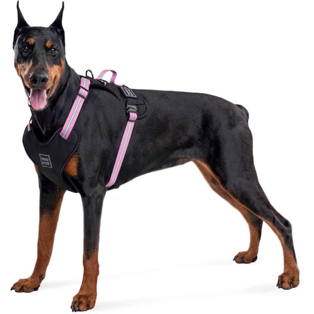 Шлея для собак Waudog Nylon з QR паспортом, безпечна, металічна пряжка-фастекс, XL, 60-95х2,5 см, рожевий - фото 3