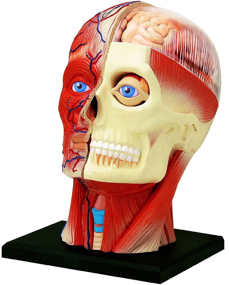 Объемная модель 4D Master Голова человека, 14 элементов (FM-626103) - фото 1