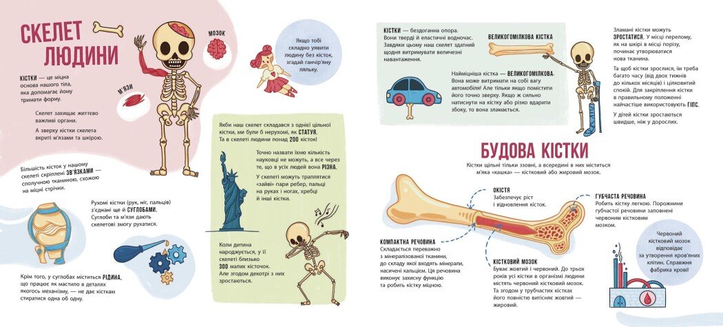 Енциклопедія з віконцями Ранок Скелети і кістки - Булгакова Ганна (N969002У) - фото 5