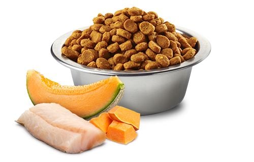 Сухий корм для цуценят середніх і великих порід Farmina N&D Grain Free Ocean Pumpkin беззерновий з тріскою та динею 2.5 кг - фото 2