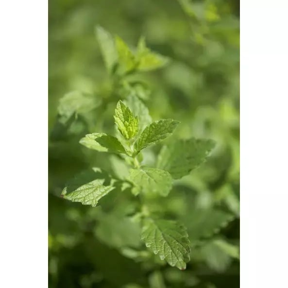 Чай травяной Sonnentor Zitronenmelisse органический 50 г - фото 4