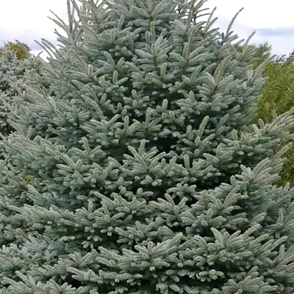 Ель Вильсона Picea Wilsonii вазон С2, высота 20-30см (112446) - фото 1