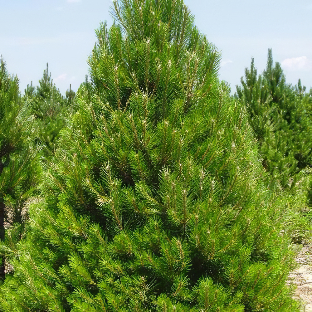 Сосна Шотландська Scots Pine (швидкозростаюча) горщик P9 (52217) - фото 1