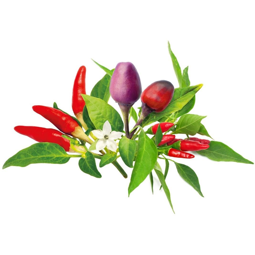 Сменный картридж Click & Grow Smart Garden Перец Чили, 3 капсулы (7311) - фото 3
