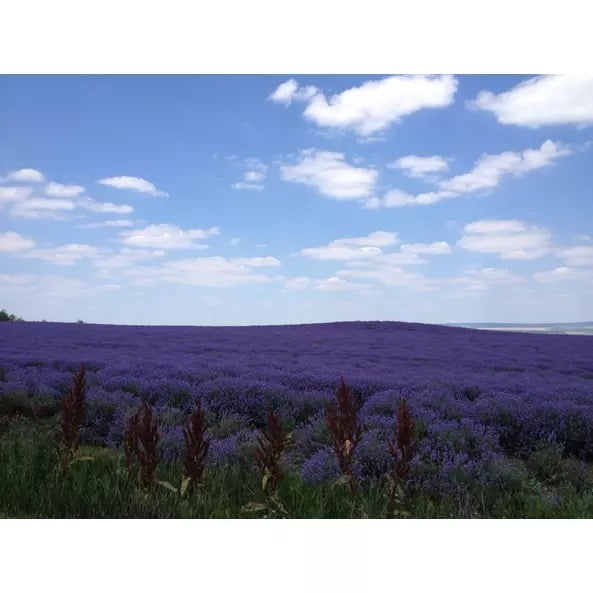 Чай травяной Sonnentor Lavender Flowers органический 70 г - фото 5