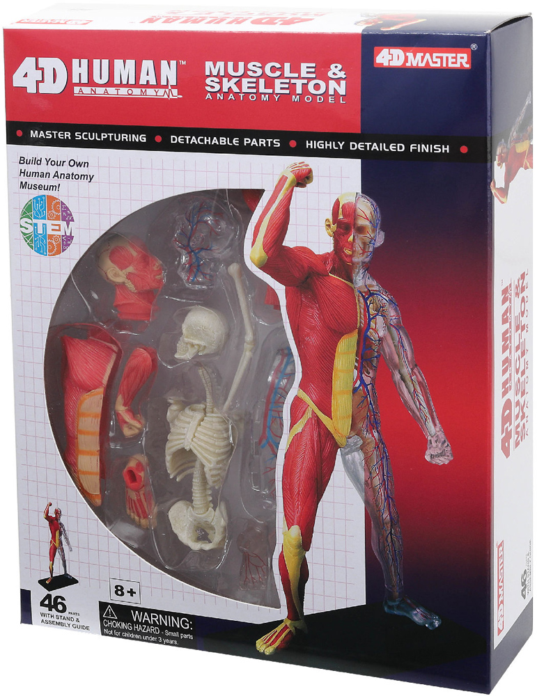 Об'ємна модель 4D Master М'язи і скелет людини, 46 елементів (FM-626010) - фото 4