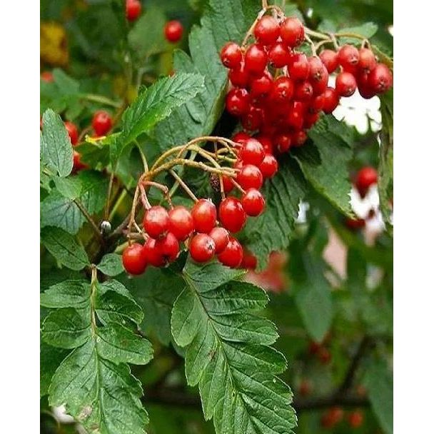 Саженец Agro-Market Рябина гибридная Дуболистная (Sorbus quercifolia) 1 саженец (105252) - фото 1