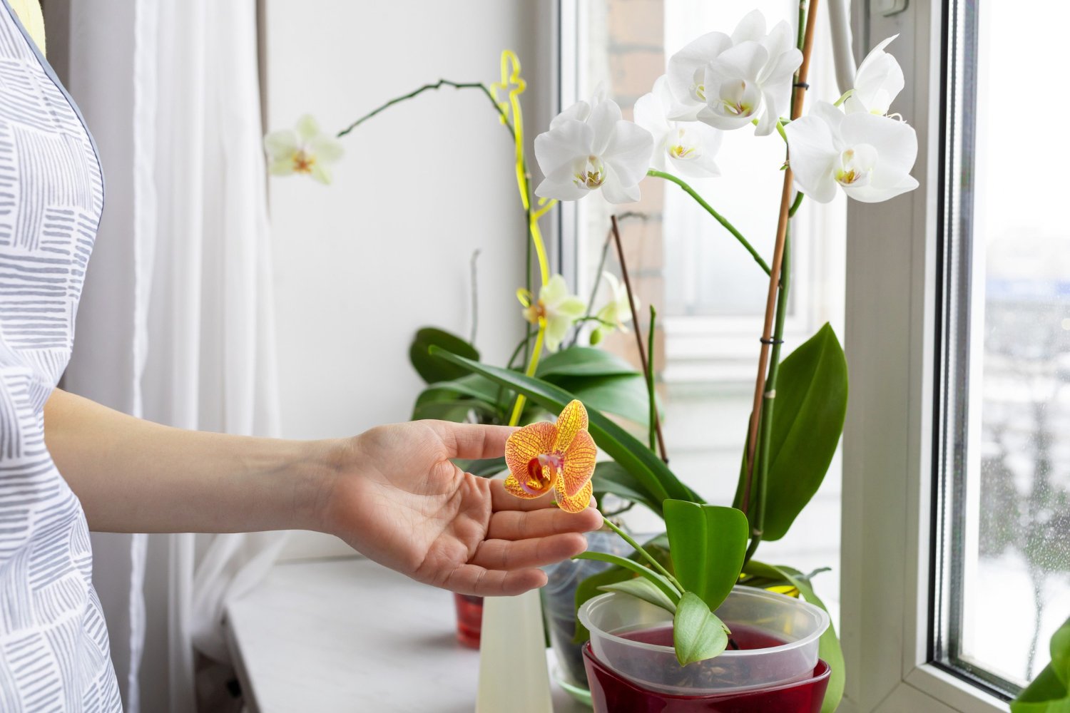 Торфосмесь Compo Sana для орхидеи, 5 л (1611) - фото 2