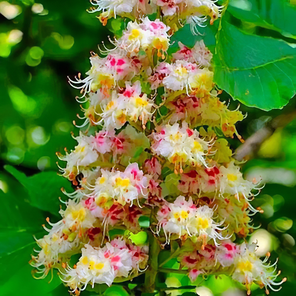 Каштан конский Aesculus (красиво цветущее дерево) (120914) - фото 1