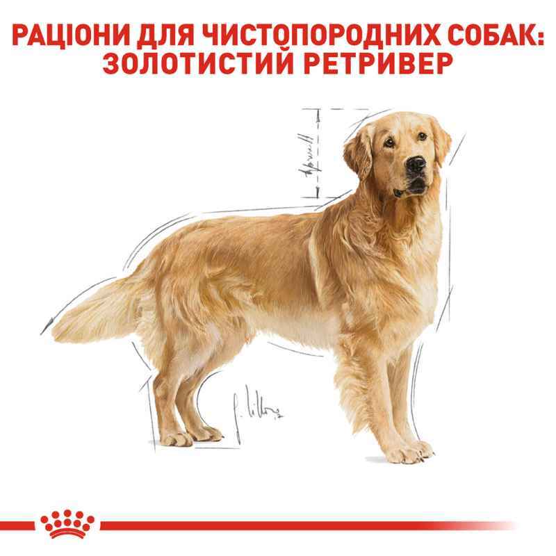 Сухий корм для дорослих собак породи Золотистий ретрівер Royal Canin Golden Retriever Adult, 3 кг (3970030) - фото 3