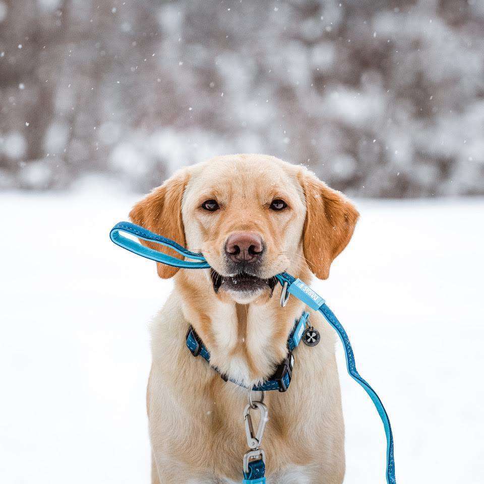 Повідець короткий для собак Max & Molly Short Matrix Sky Blue M блакитний 2 x 120 см - фото 4