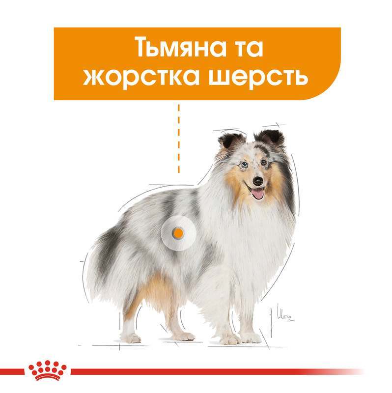 Сухий корм для собак малих порід з тьмяною та сухою шерстю Royal Canin Mini Coat Care, 3 кг (1220030) - фото 2