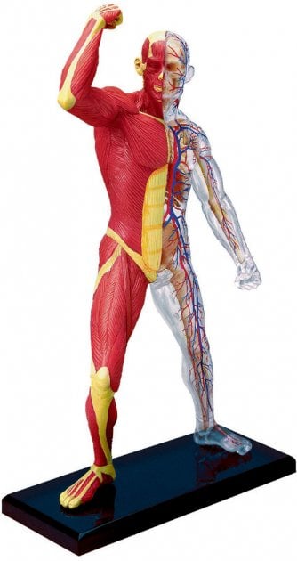 Объемная модель 4D Master Мышцы и скелет человека, 46 элементов (FM-626010) - фото 1