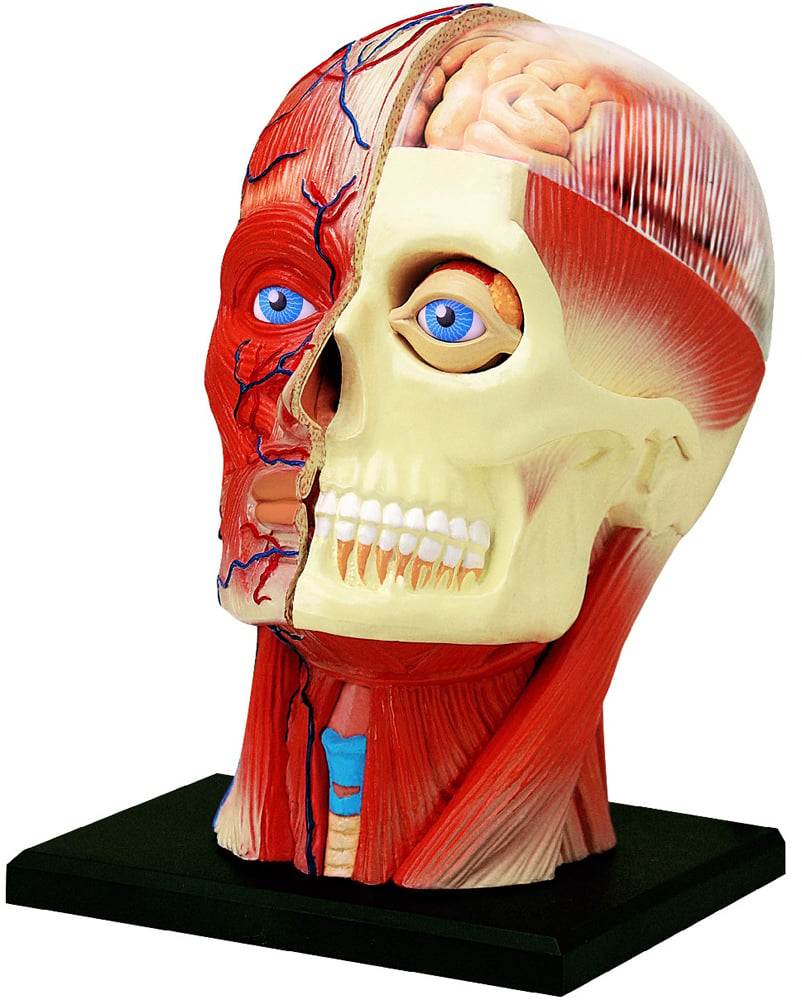 Об'ємна модель 4D Master Голова людини, 14 елементів (FM-626103) - фото 1