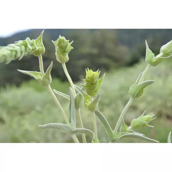 Чай трав'яний Sonnentor Greek Mountain органічний 40 г - фото 3