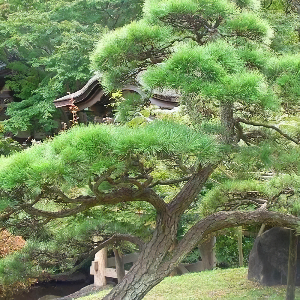 Сосна червона китайська Pinus Tabuliformis (легко формується Бонсай) 1 саджанець в упаковці (50855) - фото 1